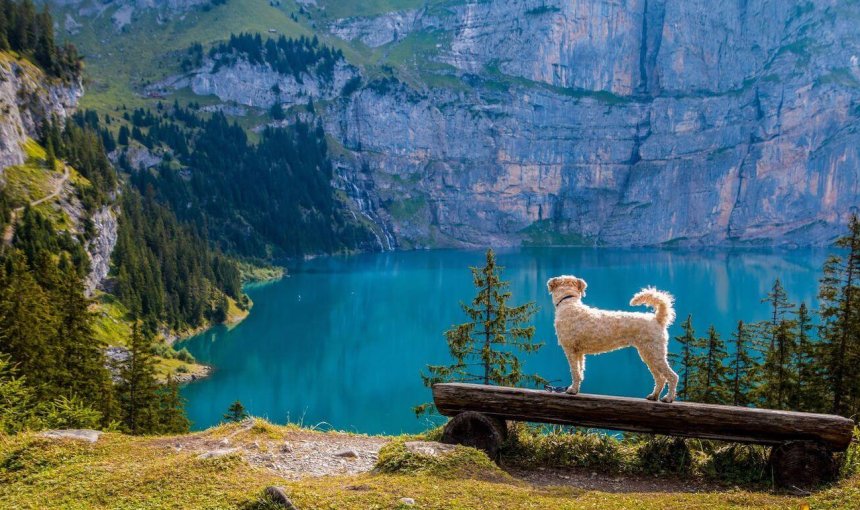 perro blanco frente a un lago azul