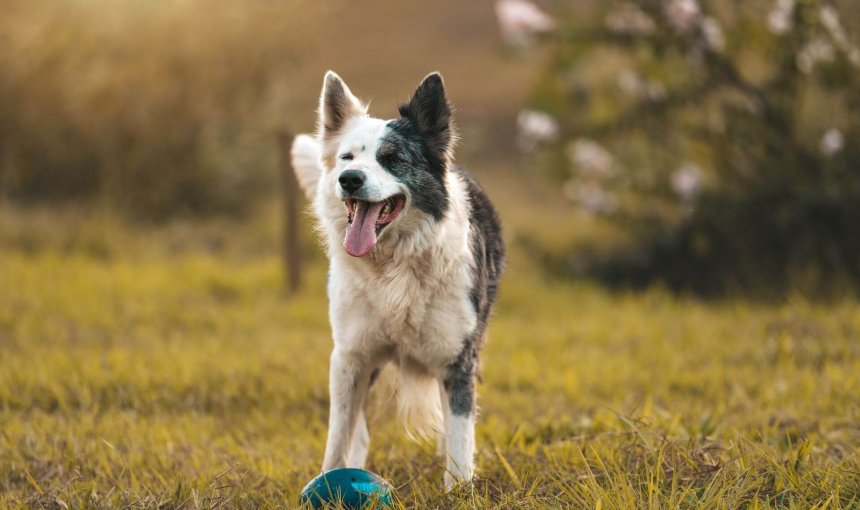 A happy dog plays in a garden free of snail bait.