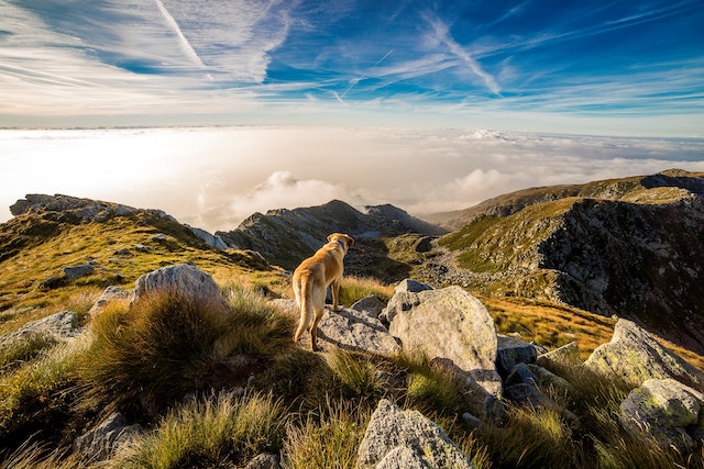 A dog exploring the outdoors