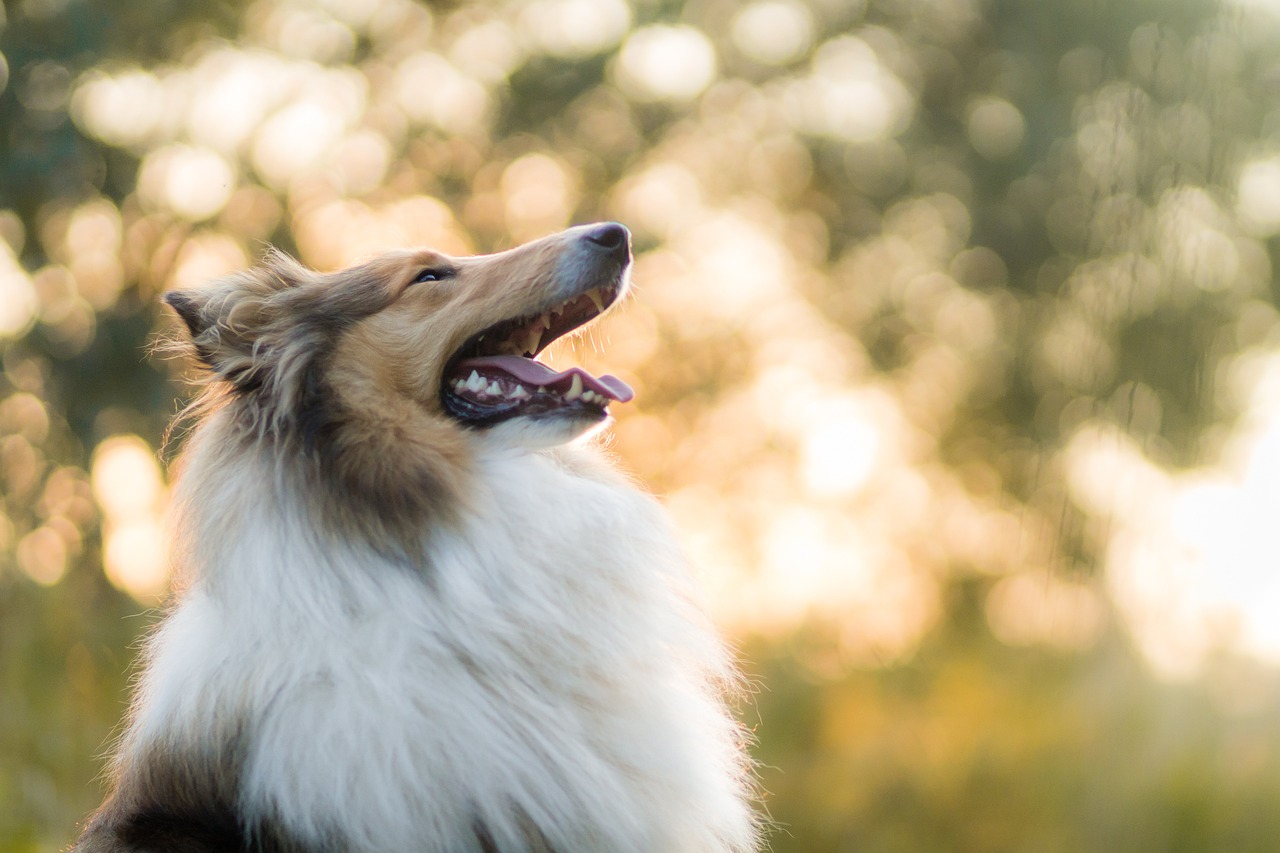 A Rough Collie sitting in a garden