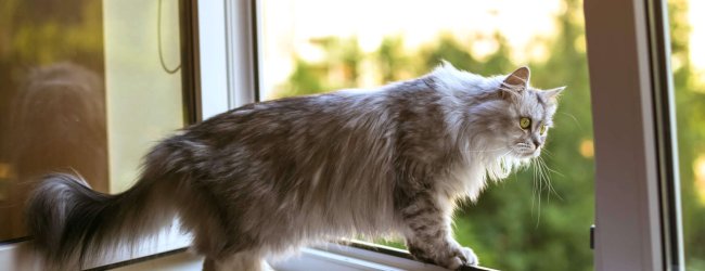 Katze auf Fensterbrett, bewegt sich auf gekipptes Fenster zu