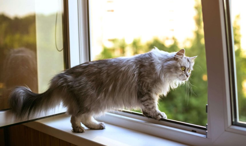 Katze auf Fensterbrett, bewegt sich auf gekipptes Fenster zu