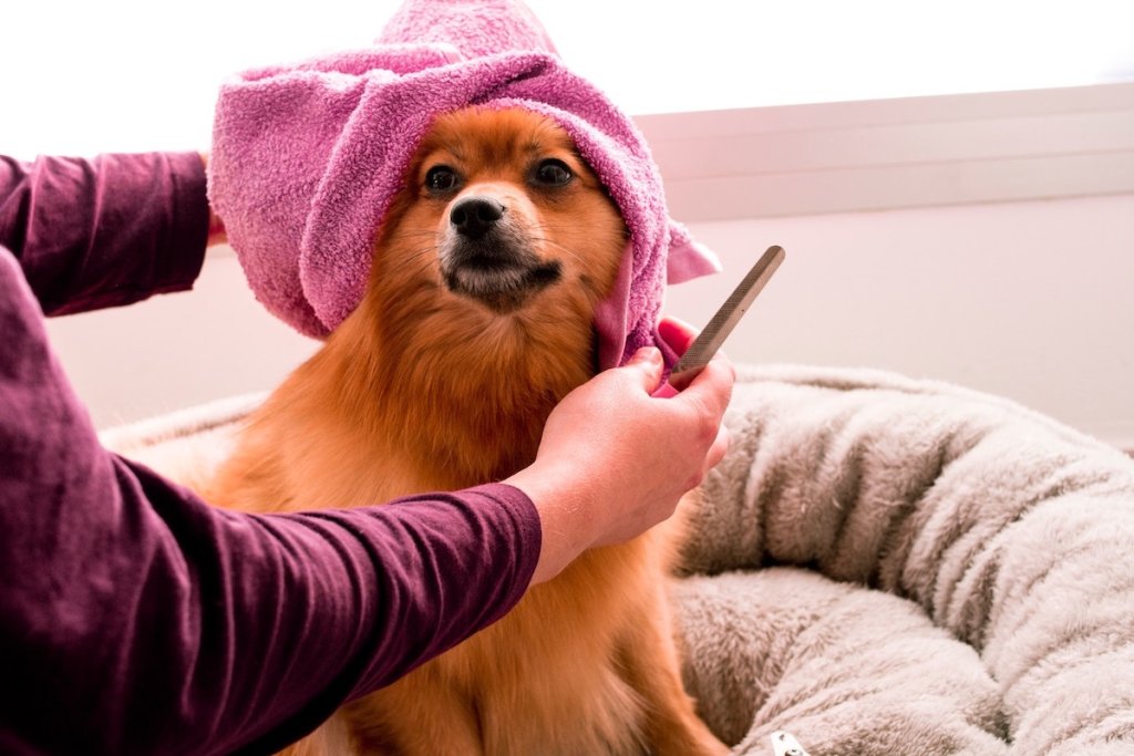 A woman dries a dog with a towel in their basket