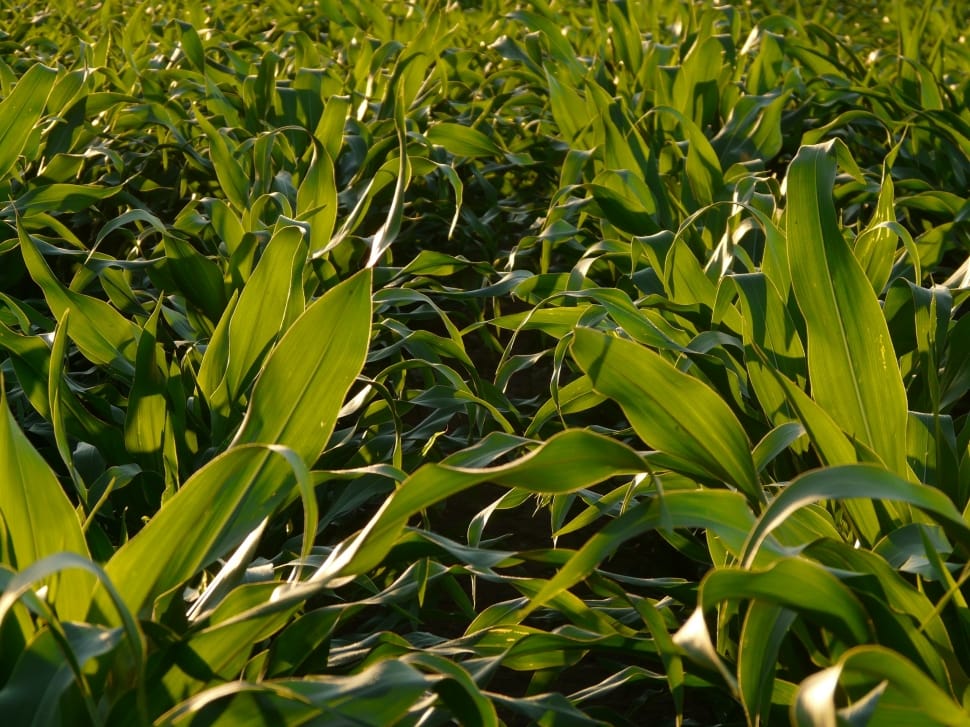 Cast iron plants growing in a garden.