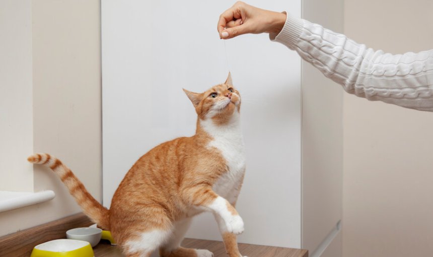 A cat trains with a piece of string.