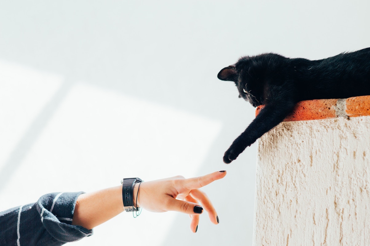 Frau streckt Finger Pfote der Katze entgegen