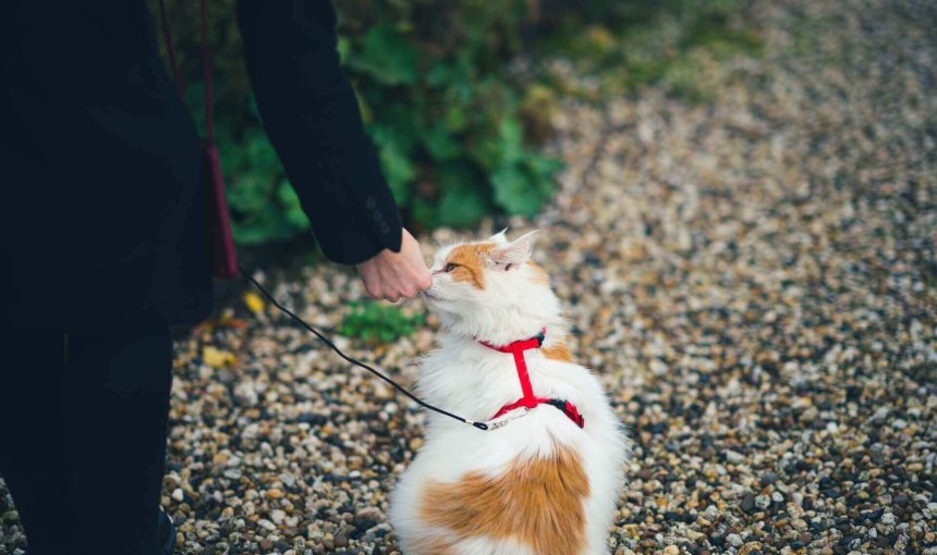 chat blanc et roux assis sur un chemin en gravier portant un harnais rouge et se faisant caresser par un humain