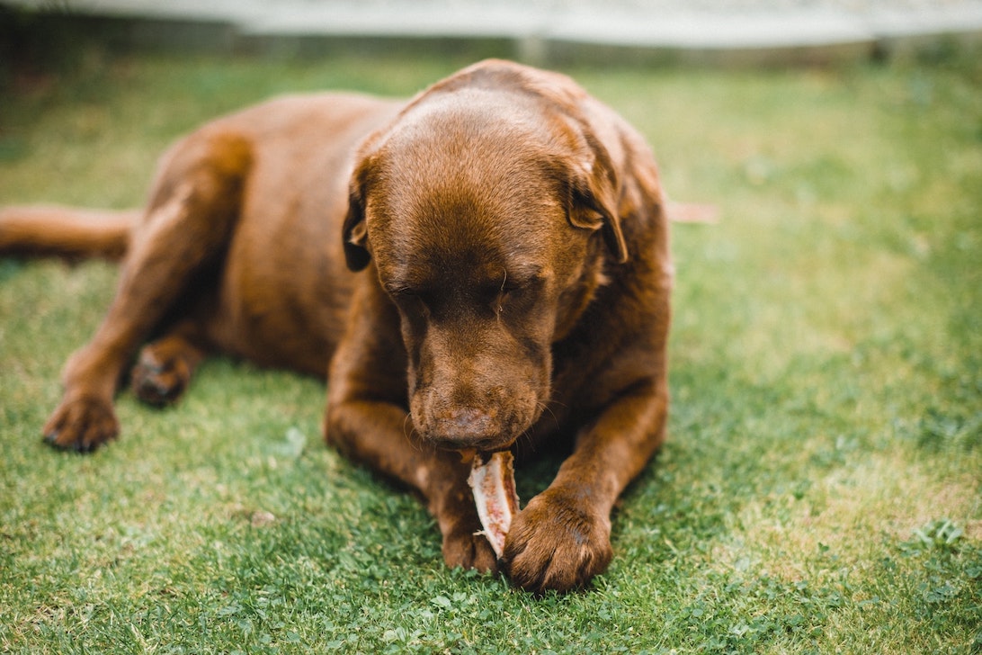 Brauner Labrador kaut an einer Kaustange im Garten