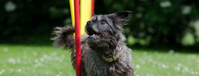 petit chien noir traversant des poteaux de slalom sur un parcours d'agility