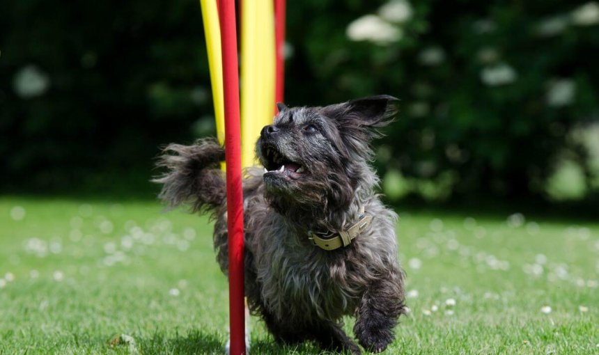 petit chien noir traversant des poteaux de slalom sur un parcours d'agility