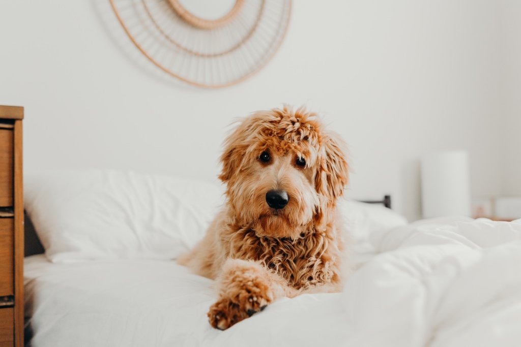 chien roux couché sur un lit blanc en position du lion