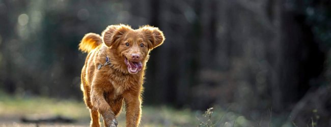 chiot rouge qui marche sans laisse sur un sentier dans les bois