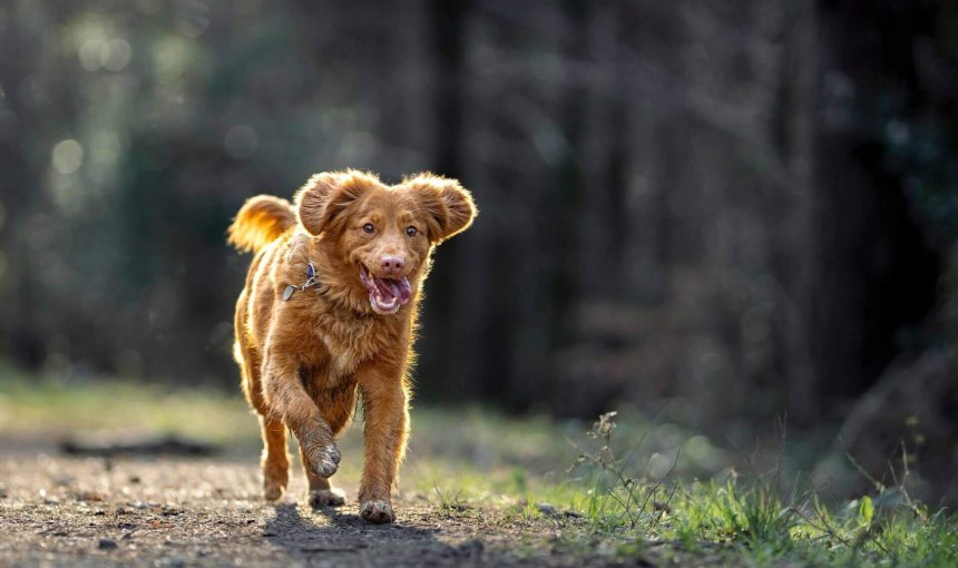 chiot rouge qui marche sans laisse sur un sentier dans les bois