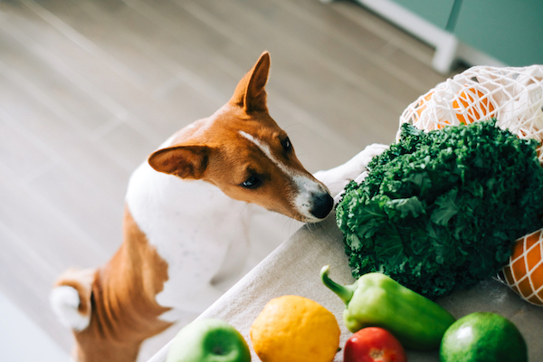 Hund schnuppert an Gemüse