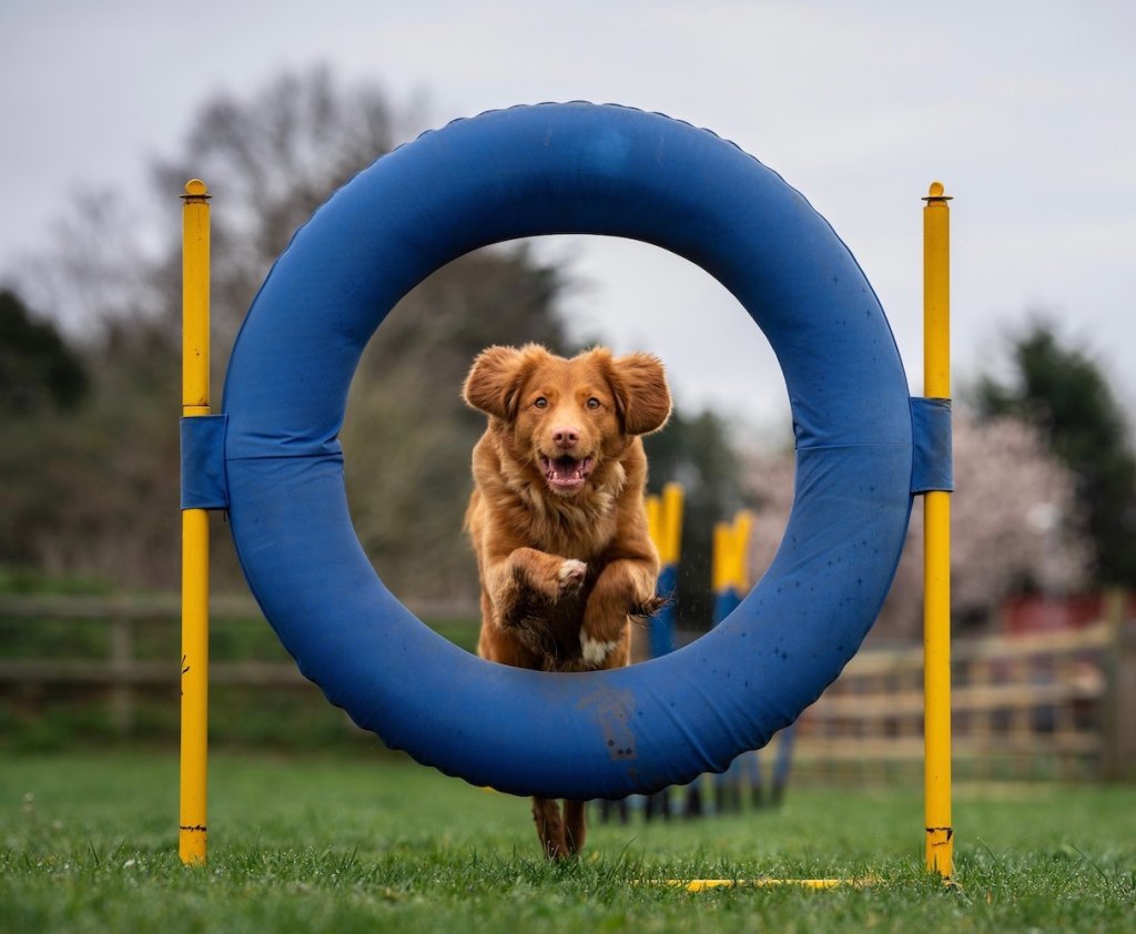 Hund springt durch einen Reifen