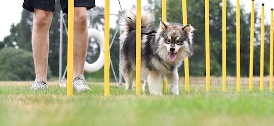 Hund absolviert Slalom-Übung in der Wiese