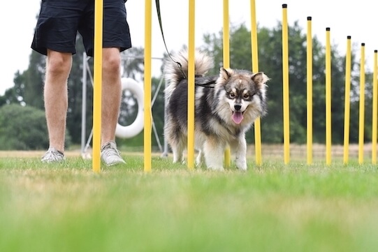 Hund absolviert Slalom-Übung in der Wiese