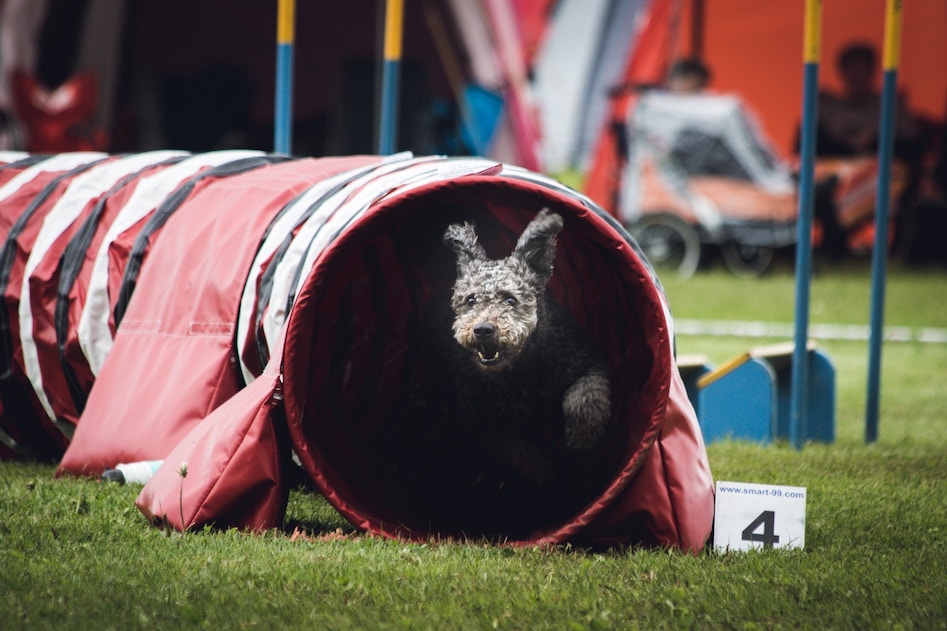 Hund in Tunnel