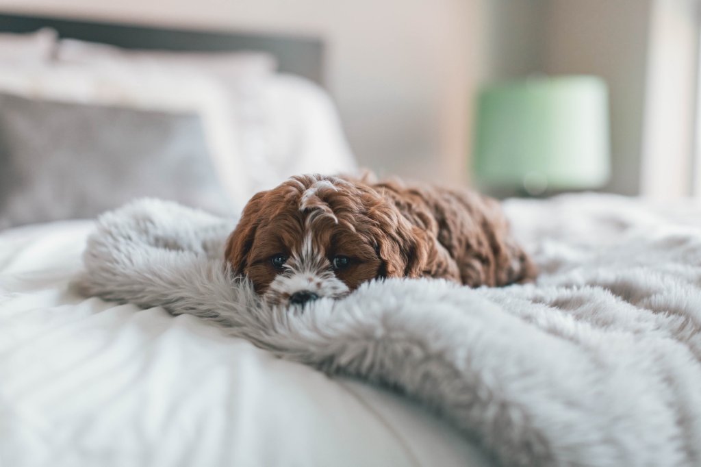 Perro tumbado en la cama