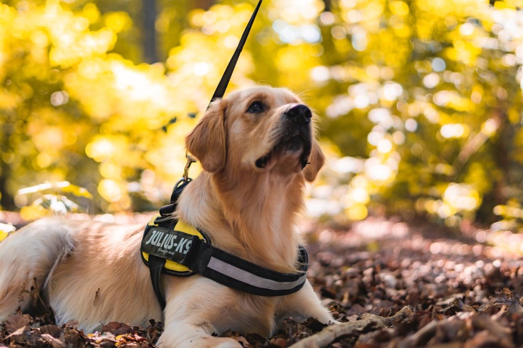 A golden retriever wearing a K-9 harness