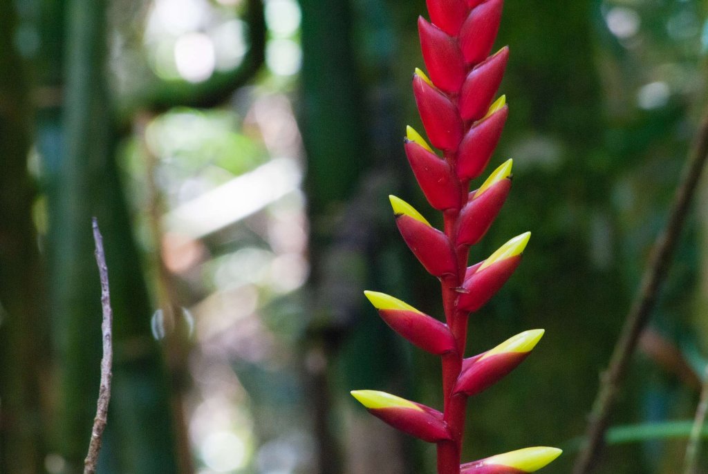 An indoor bromelia plant.