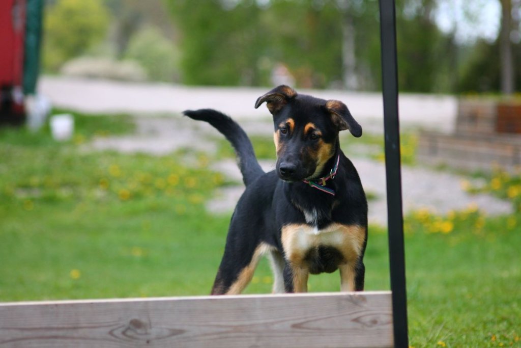 A puppy playing in a garden.