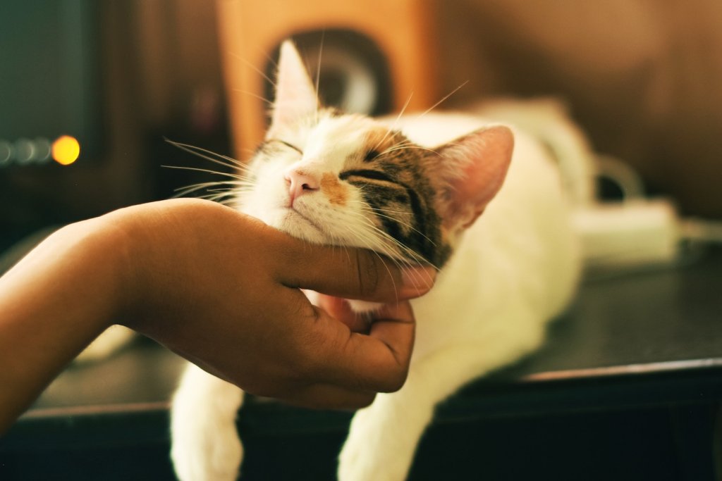 A woman rewarding her cat with pets after a clicker training session.