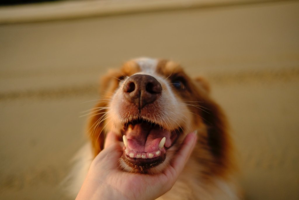 A woman pats a smiling dog