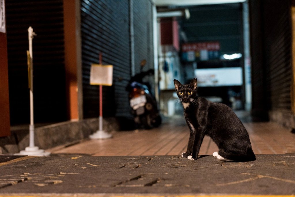 An outdoor cat patrolling their territory at night.