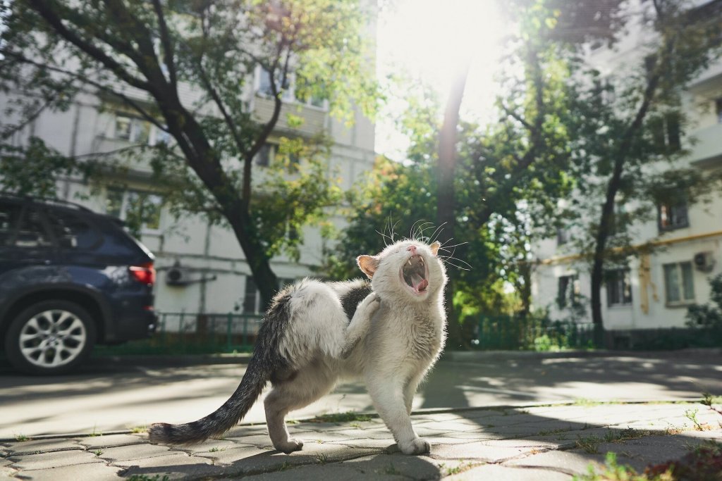 A cat scratches their neck as a result of an allergic reaction