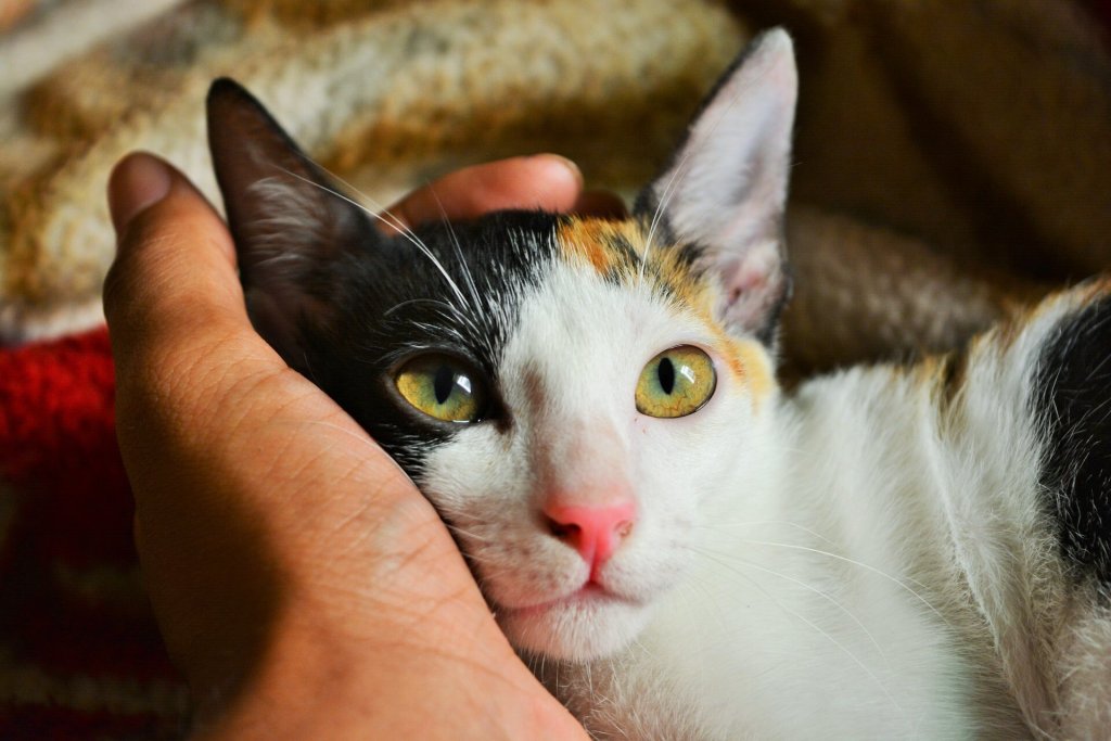 A cat cuddles with their parent.