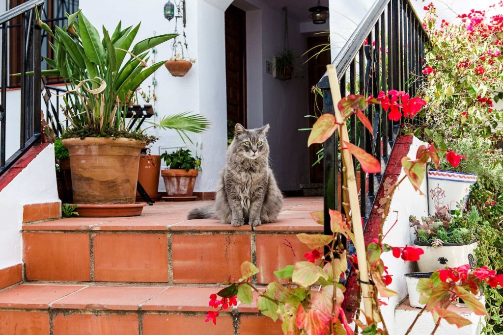 A cat relaxes in a garden, surrounded by safe, non-toxic plants.