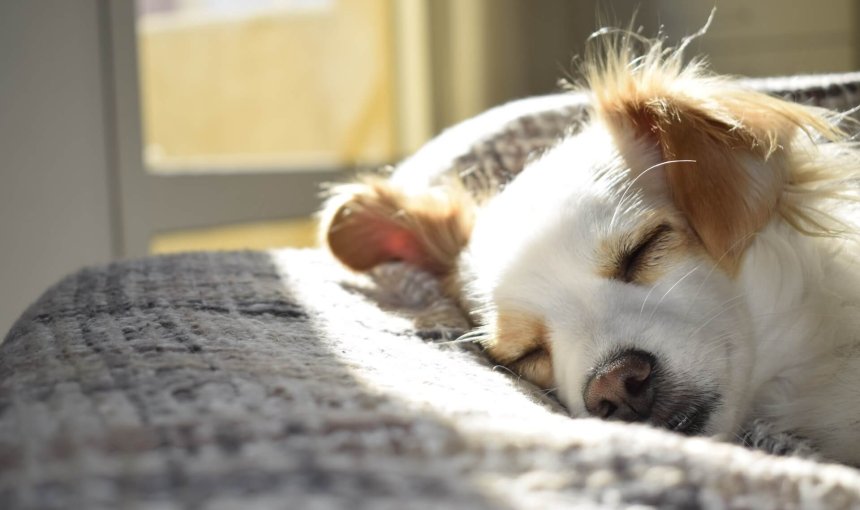 A sleeping dog, dreaming of their adventures from the day.