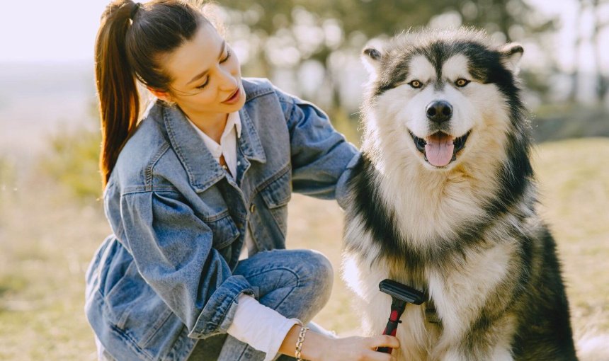 Hund bürstet Hund mit Hundebürste