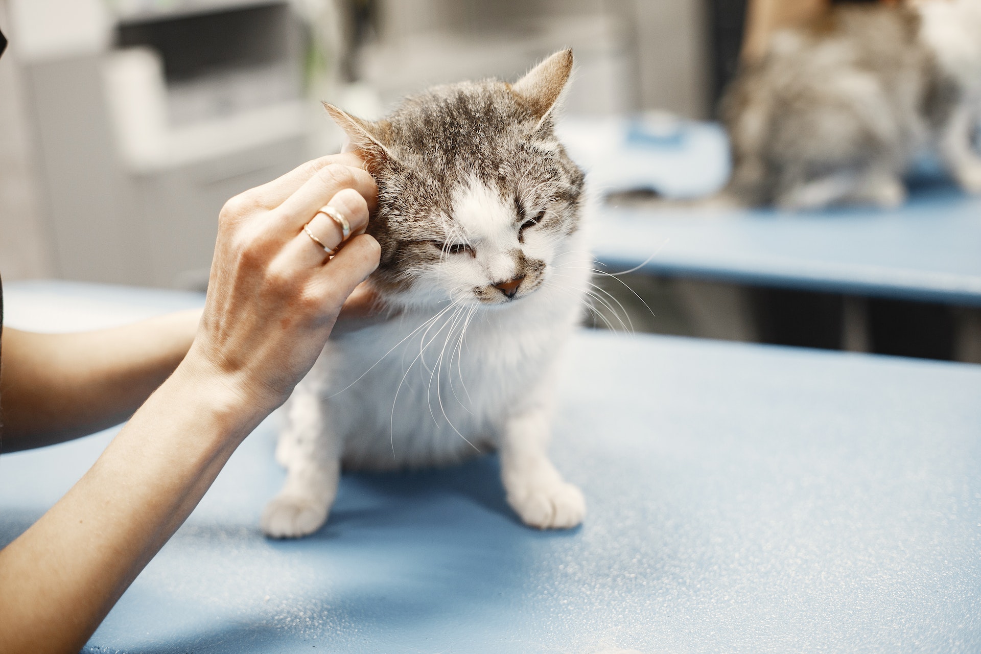 A vet checking a cat for fleas and lice