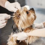 A vet checking a dog's ears for infection