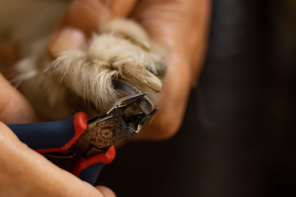 A woman trims her dog's nails as part of their grooming routine.