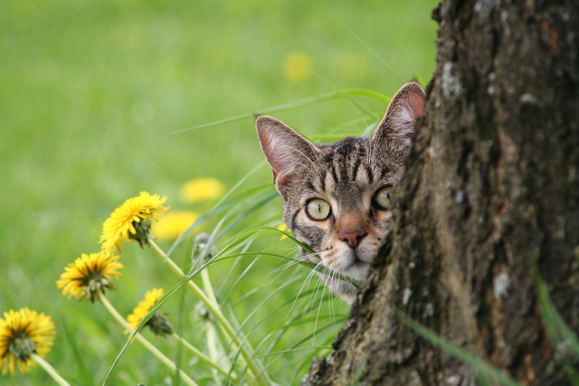 A cat hiding behind a tree