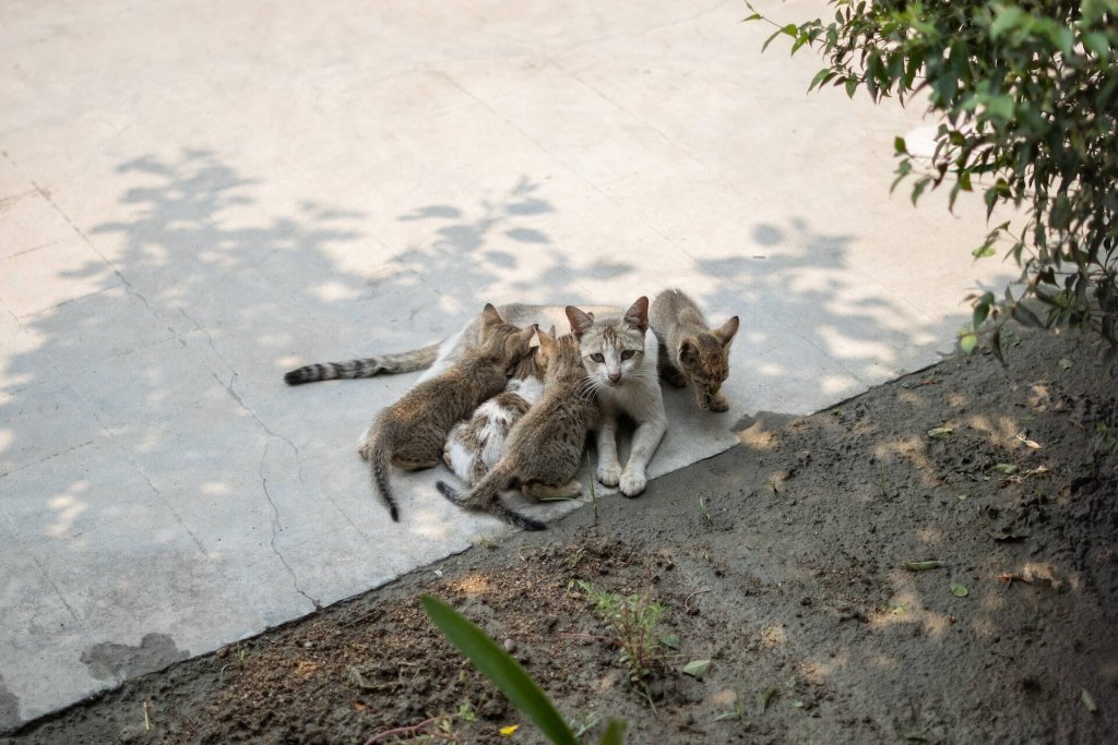 A mother cat and her litter of kittens at mealtime.