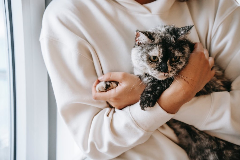 A cat snuggles in their parent's arms.