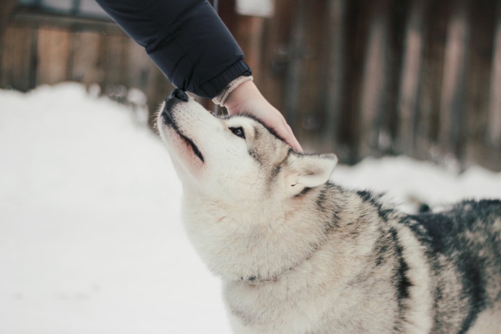 Husky wird von Besitzerin gelobt und am Kopf berührt