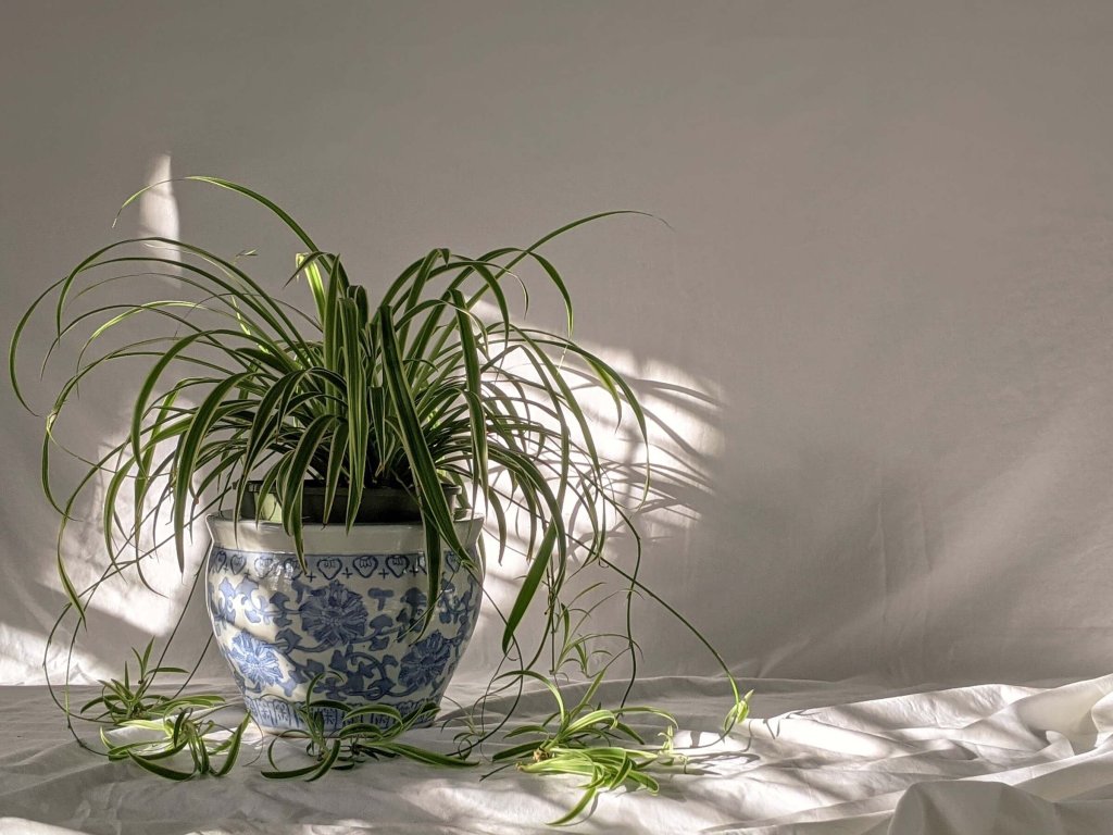 A spider plant placed in a shaded area with a bit of sunlight.