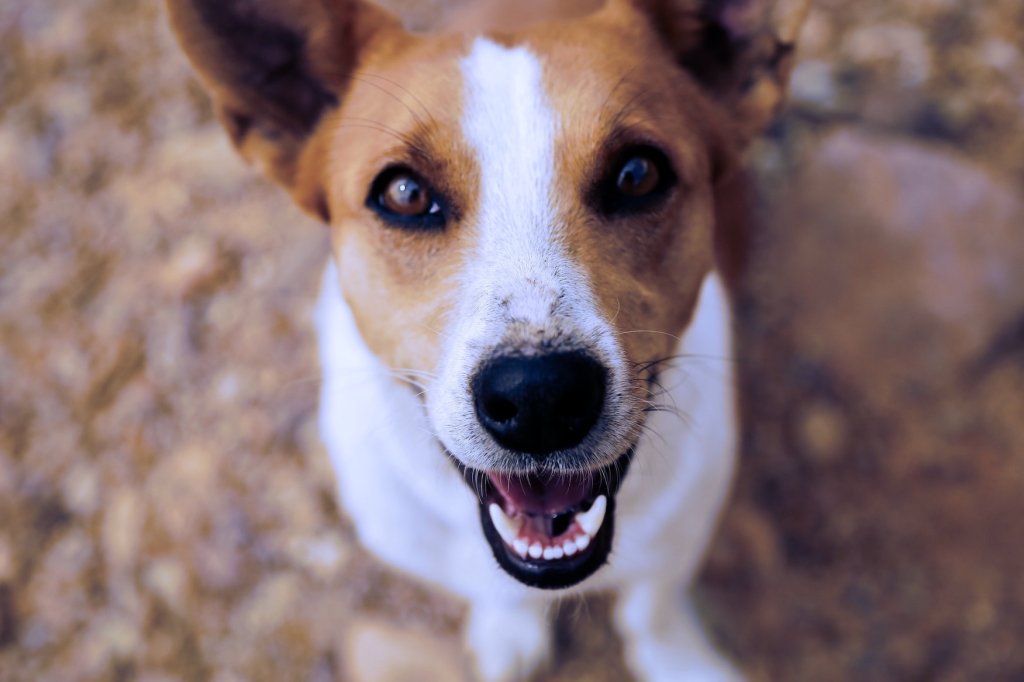 A friendly dog with an open mouth, revealing their teeth