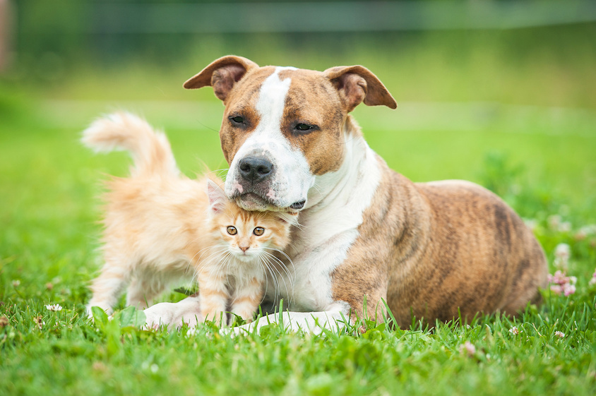 Hund liegt im Gras und kleine Katze versteckt sich unter ihm