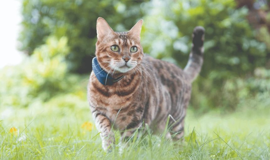 en brun og sortstripet katt iført en GPS-tracker med blått halsbånd, med gress og trær i bakgrunnen