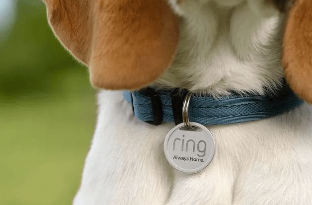 The Ring pet tag attached to a dog's collar