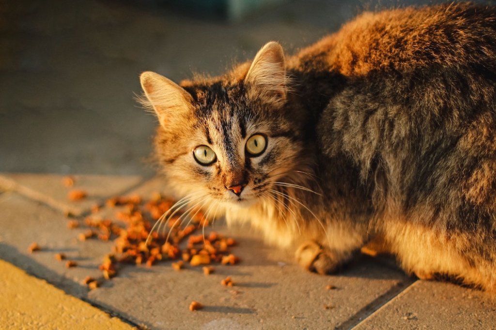 Katze sitzt vor Trockenfutter