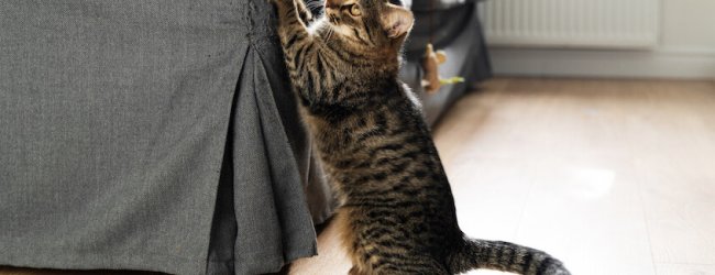 gato arañando un sofá