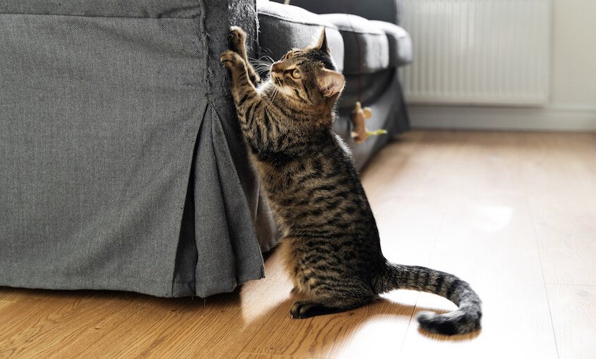 gato arañando un sofá