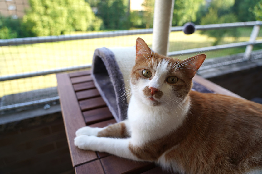 Rot-weiße Katze liegt auf einer Liege auf einem Balkon